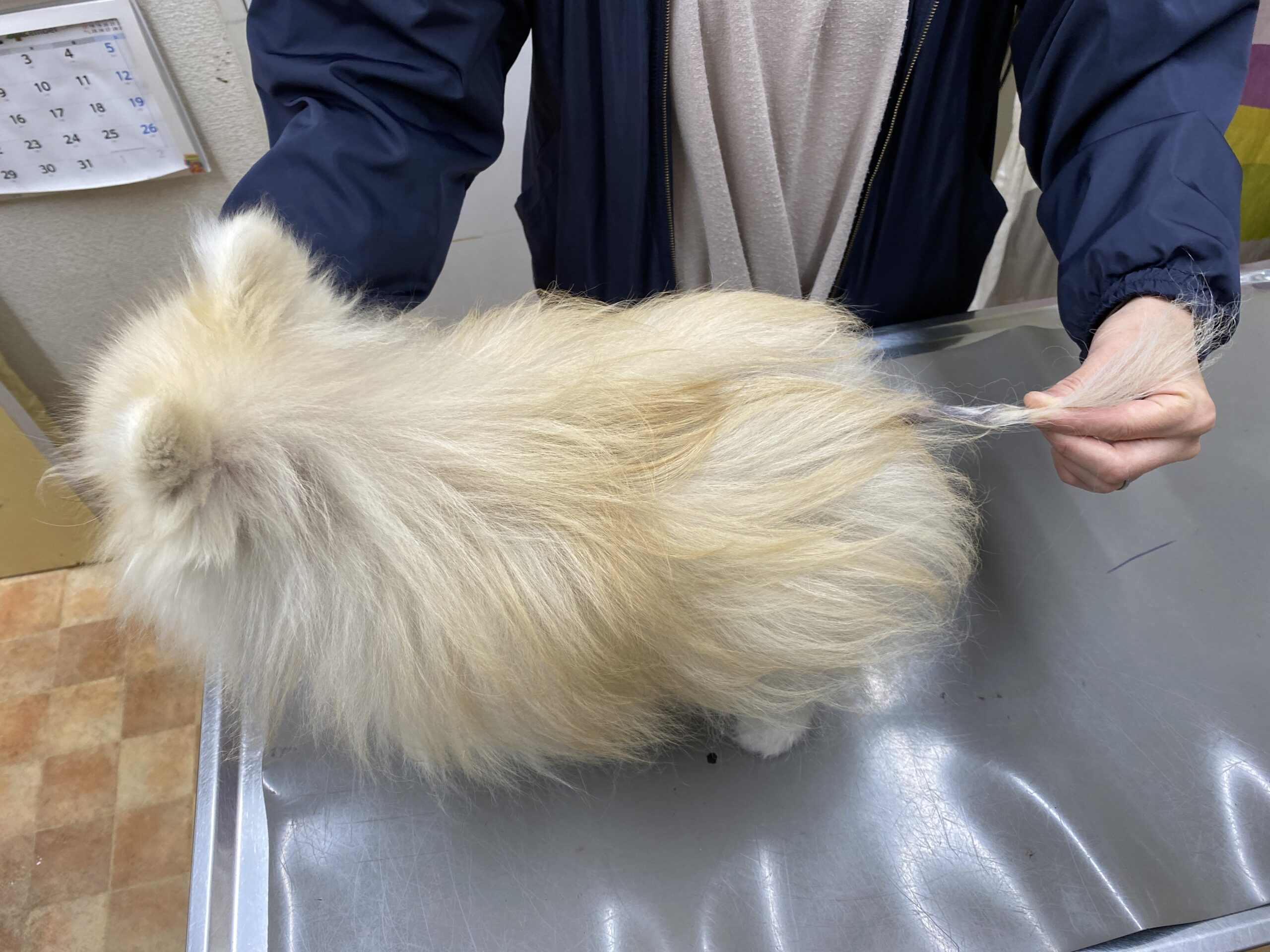 ペロちゃん 3歳 去勢雄 – ひまわり動物病院
